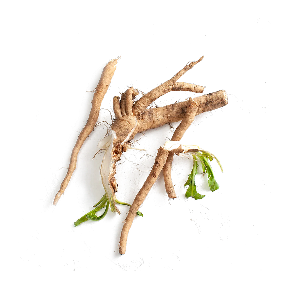 Top-down view of chicory root pieces showcasing fibrous tan roots with small green sprouting leaves on a white background