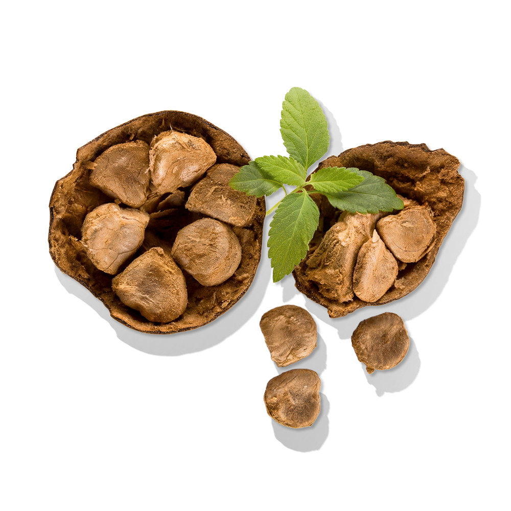 Overhead view of Organic Monkfruit Extract pods showcasing split brown seeds and a small green leaf on white background